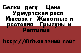 Белки (дегу) › Цена ­ 200 - Удмуртская респ., Ижевск г. Животные и растения » Грызуны и Рептилии   